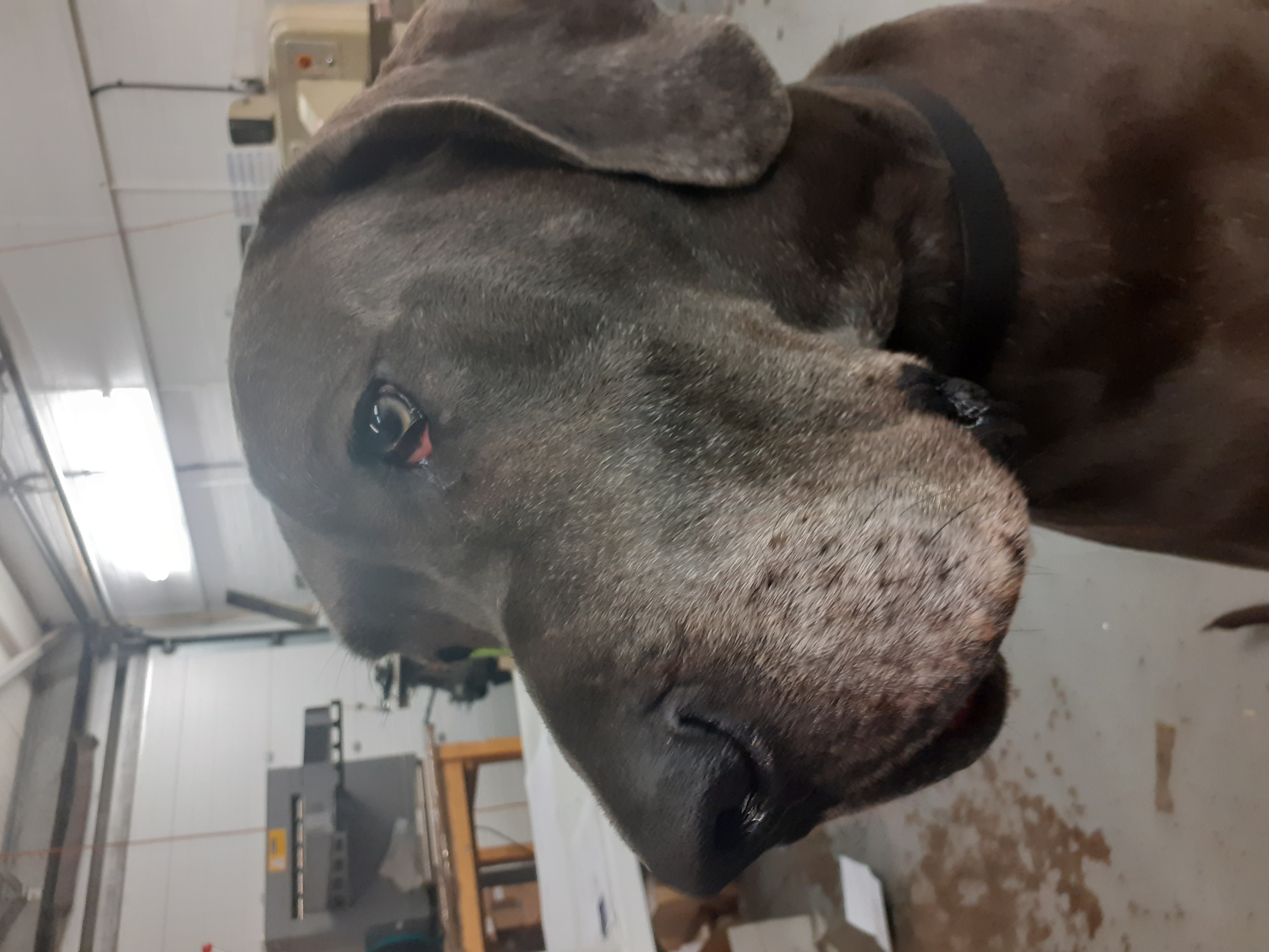 Skyline Printing Services dog in their workshop.